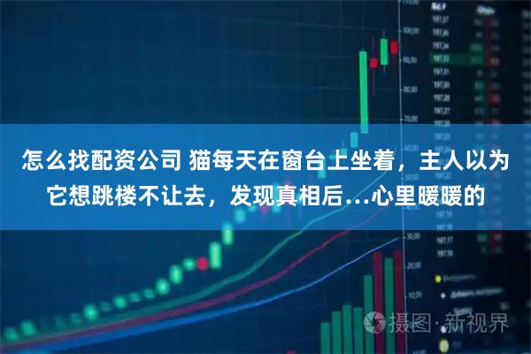 怎么找配资公司 猫每天在窗台上坐着，主人以为它想跳楼不让去，发现真相后…心里暖暖的